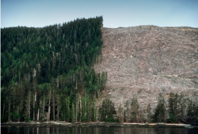 Landscape showing tree downfall.
