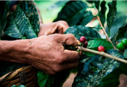 Lady picking fruit from tree.