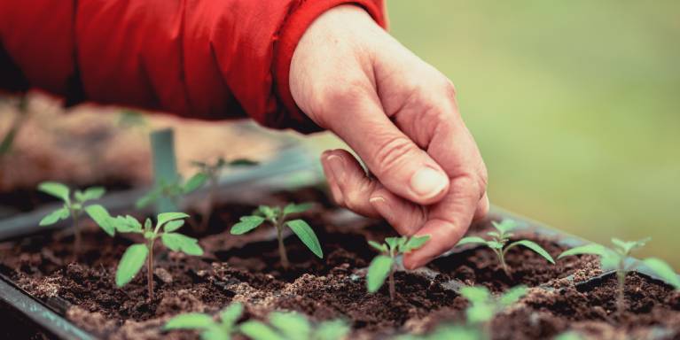Seedling plants just starting to grow
