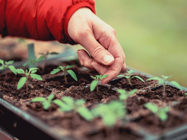 Seedling plants just starting to grow